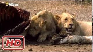 Wild botswana Leones al limite  Documental National Geographic Animales España [upl. by Chesnut979]