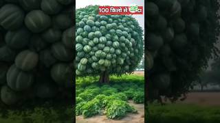 चाइना में बड़े तरबूज कैसे उगाते है  China mango farming [upl. by Aloisius]