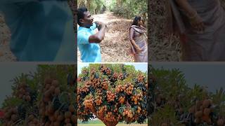 இதுக்குதான் வெட்டுறாங்களா pruning kavaathu [upl. by Kurtzman187]