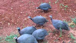 guinea fowl flight [upl. by Ennayt815]