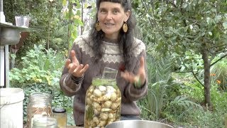 Sunchokes – from garden to gut permaculture living nonmonetised [upl. by Lacy526]