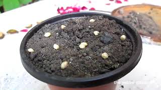 How to grow Roses from seeds  advanced method [upl. by Matuag21]