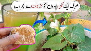 🔴Best Natural Fertilizer For your Plants  Sirf ek tukra Paudhu ko sabziyon se bhar de ga [upl. by Iran]