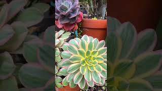 Aeonium Sunburst [upl. by Howenstein458]