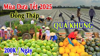 Tết 2025  Điểm khách đến mua dưa hấu sỉ amp lẻ giá rẻ tại Lấp Vò Đồng Tháp 2025 [upl. by Yar]