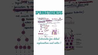 Spermatogenesis  class12th  NEET [upl. by Tnairb]