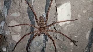 GIANT HUNTSMAN SPIDER HETEROPODA MAXIMA [upl. by Trevorr808]