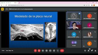 Embriología Neurulación y Sistema de la Contención Neurosensorial clase 7 [upl. by Ahsenit]