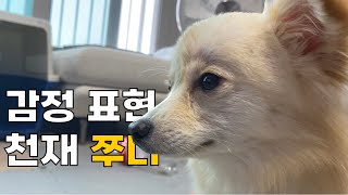 눈으로 모든걸 표현하는 쭈니 dog that expresses emotions with its eyes [upl. by Bael420]