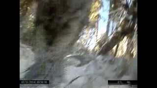 Exclusive Video Mountain Lion Takes Down Deer [upl. by Thorlie94]