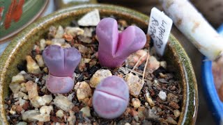 Growing Lithops from Seeds ONE YEAR UPDATE [upl. by Ohnuj]