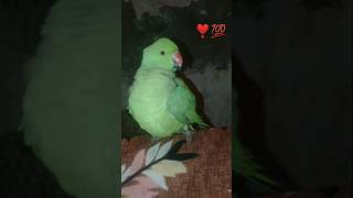 क्या लेकर आए ho mithuparrot parrot mittoo parrottalking beautifulparrot parrotlover shorts [upl. by Adnilak]