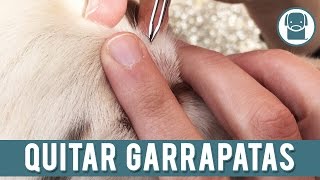 Garrapatas En Perros  Como Quitar Garrapatas [upl. by Eihctir885]