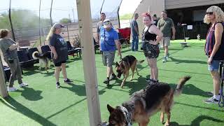 Vintar german shepherd dog and puppies with dog training desensitize fireworks july 4th celebration [upl. by Neely]