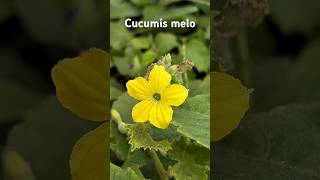 Cucumis melorpmtheexplorer rpm explorer naturelover naturephotography cucumis nature [upl. by Teryl]