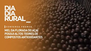 Mel da florada do açaí atividade da apicultura tem grande potencial de ampliação [upl. by Eednas]