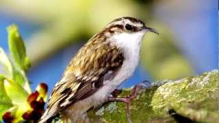 Treecreeper  bird song [upl. by Ahsimrac774]