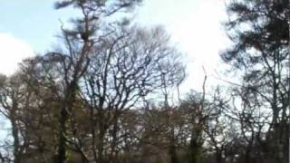 Game Shooting Cornwall  Driven Pheasant and Duck Shooting [upl. by Dirgis]