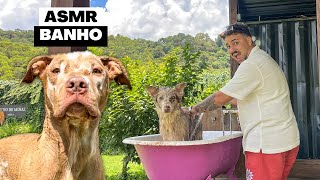 Spa Day Pet  ASMR de Banho na Pousada com Muita Calmaria 🌿 [upl. by Toh495]