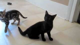 F2 and F3 Savannah kittens playing [upl. by Torrey]