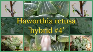 Haworthia retusa hybrid 4 [upl. by Leiuqese852]