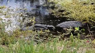 Gator in the grass [upl. by Venator491]