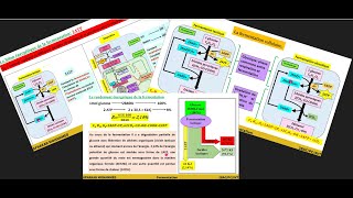 6Fermentation Fermentation lactique et alcoolique Bilan et rendement énergétique 2BAC PCSVT [upl. by Noryb]