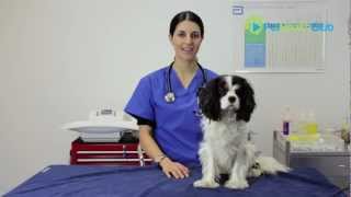 The PetHealthClub  The Importance Of Desexing Your Dog or Cat [upl. by Thgiwd]