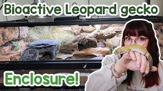 Bioactive leopard gecko enclosure DIY grout background [upl. by Ramed]