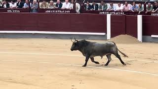 Salida 1º toro de ADOLFO MARTÍN quotPECADORquot  6junio2024  Las Ventas [upl. by Kliber]