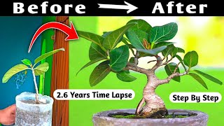 Baniyan Mame Bonsai Time Lapse 2 Year 6 Months [upl. by Secundas138]