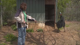 Why Cassowaries Are the Most Dangerous Bird on the Planet [upl. by Cherianne285]