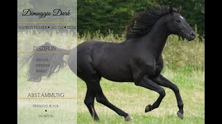 For Sale  Dimaggio Dark [upl. by Dinsmore858]