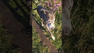 Mordu grandanes scoobydoo dog music perrosgrandes amoresperros [upl. by Neu911]