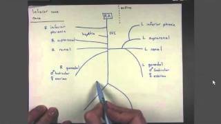 04 Veins of the Inferior Vena Cava [upl. by Nauaj]