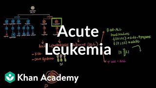 Acute leukemia  Hematologic System Diseases  NCLEXRN  Khan Academy [upl. by Ysle]