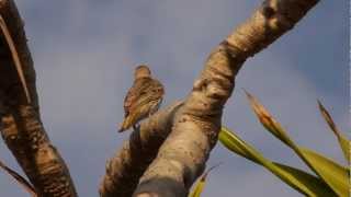 Australasian Figbird Sphecotheres vieilloti ♀  Australischer Feigenpirol 1 [upl. by Miahc308]