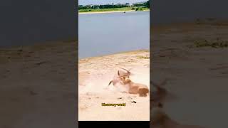 lion hunting gemsbok animals wildlife viral lionhunting shortvideo lion youtube gemsbok [upl. by Adaurd]