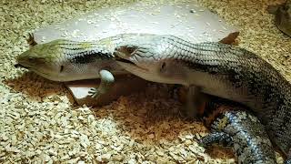 Tiliqua Scincoides Intermedia Mating of Steve and Irregularka 2422019 [upl. by Francene312]