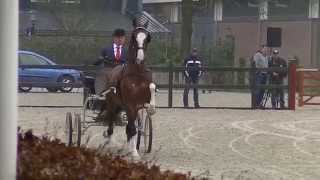 APPROVAL of 3 DHH stallions in The Netherlands [upl. by Norabel]