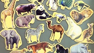 20 Animal magnets collection  Learn animals from around the world  African animals [upl. by Oiramat]