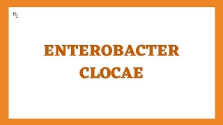 Enterobacter cloacae causes nosocomial infections resp amp urinary  Enterobacteriaceae member [upl. by Acinonrev]