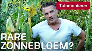 Waarom vertakt de zonnebloem soms  Tuinieren in de herfst  Tuinmanieren [upl. by Swanson114]