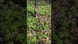 How to forage Mayapples forage wild forager perennial [upl. by Anidan]