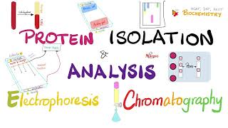 Protein Isolation Electrophoresis Isoelectric Focusing Chromatography amp Protein Analysis 🧐 🧪 [upl. by Niall]