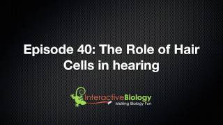 040 The Role of Hair Cells in Hearing [upl. by Luhey]