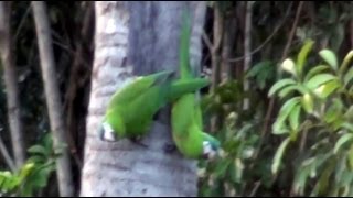 CANTO da MARACANÃPEQUENA DIOPSITTACA NOBILIS REDSHOULDERED MACAW ARARANANICA MARACANÃNOBRE [upl. by Anaicul]