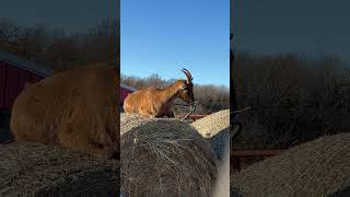 Ibex goat can’t wait to eat goat goatfarm farming animals goatfarmer ibex [upl. by Barina634]