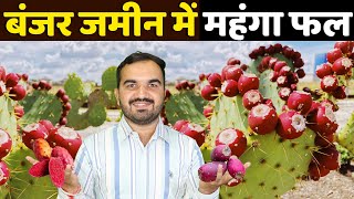 बंजर ज़मीन में लाखों की कमाई  Cactus farming  cactus ki kheti  कैक्टस खेती  Best fruit farming [upl. by Milan793]