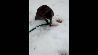 Cat vs Hose [upl. by Lecram]